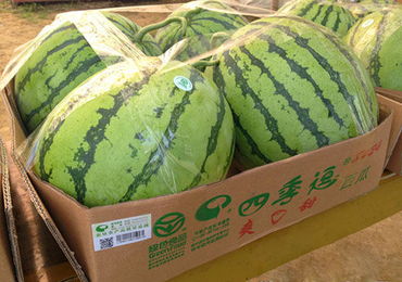 湖北西瓜獲‘身份證’，農產品溯源體系覆蓋全省