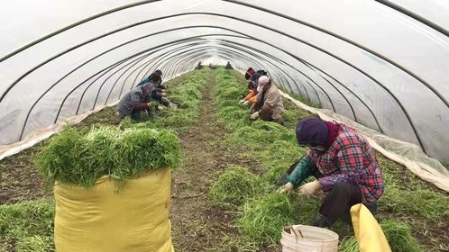 蘇寧拼購啟動農產品綠色通道，推出18項助農舉措