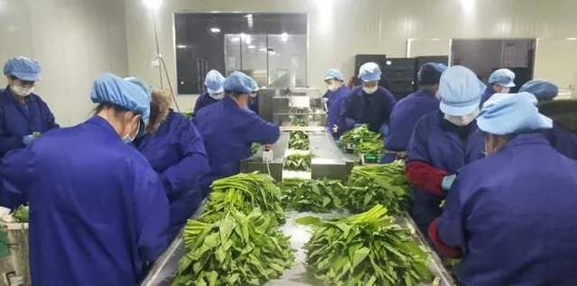 從田園到餐桌 東莞農產品配送的變革與未來