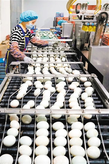 江門(mén)全力創(chuàng)建國(guó)家食品安全示范城市，守護(hù)供港澳“菜籃子”安全，讓大灣區(qū)居民“搶鮮”吃上“放心菜”