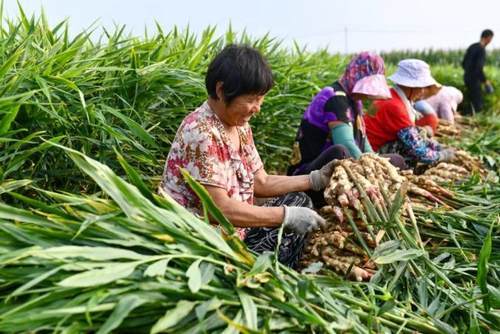 安丘農(nóng)產(chǎn)品緣何受青睞 從源頭到餐桌的品質(zhì)守護(hù)